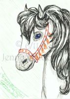 Arabian Stallion